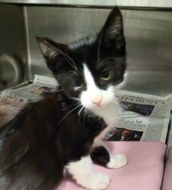 Shelter Stray Male Cat last seen , Chatsworth, CA 91311
