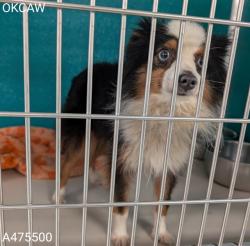 Shelter Stray Male Dog last seen RUNNING ON NE 63RD CLOSE TO KELLY AVE, Oklahoma City, OK 73129