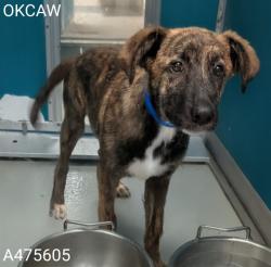 Shelter Stray Male Dog last seen Near BLOCK LESLIE DR, Oklahoma City, OK 73129