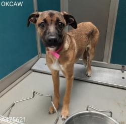 Shelter Stray Female Dog last seen , Oklahoma City, OK 73129