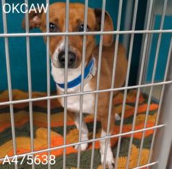 Shelter Stray Male Dog last seen LAKE OVERHOLSER, Oklahoma City, OK 73129