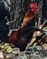 Shelter Stray Male Bird last seen BUENA VISTA DR & TYRINGHAM RD EUSTIS, 12280 County Rd 448, Tavares, FL 32778, USA