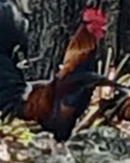 Shelter Stray Male Bird last seen BUENA VISTA DR & TYRINGHAM RD EUSTIS, 12280 County Rd 448, Tavares, FL 32778, USA