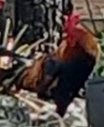 Shelter Stray Male Bird last seen BUENA VISTA DR & TYRINGHAM RD EUSTIS, 12280 County Rd 448, Tavares, FL 32778, USA