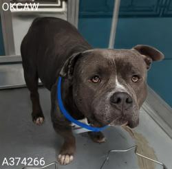 Shelter Stray Male Dog last seen Near BLOCK NW 10TH ST, OKLAHOMA CITY OK 73127, Oklahoma City, OK 73129