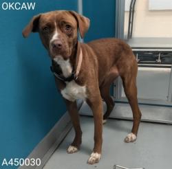 Shelter Stray Female Dog last seen Near BLOCK SW 51ST ST, Oklahoma City, OK 73129