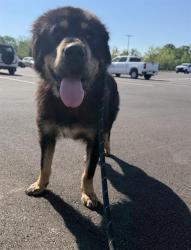 Shelter Stray Female Dog last seen Near , Indianapolis, IN 46221
