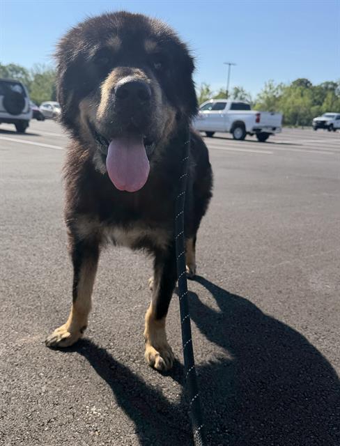 Shelter Stray Female Dog last seen Near , Indianapolis, IN 46221