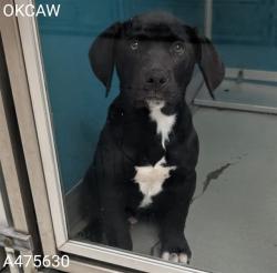 Shelter Stray Male Dog last seen Near BLOCK NE 14TH ST, OKLAHOMA CITY OK 73117, Oklahoma City, OK 73129