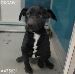 Shelter Stray Male Dog last seen Near BLOCK NE 14TH ST, OKLAHOMA CITY OK 73117, Oklahoma City, OK 73129