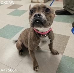 Shelter Stray Female Dog last seen N I-35 SERVICE RD, Oklahoma City, OK 73129