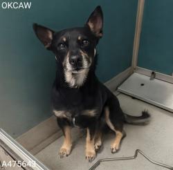Shelter Stray Male Dog last seen PENN AND SW 74TH, Oklahoma City, OK 73129