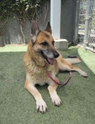 Shelter Stray Female Dog last seen , Los Angeles, CA 90047