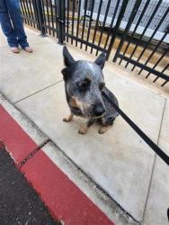 Shelter Stray Male Dog last seen S WW WHITE, San Antonio, TX 78227