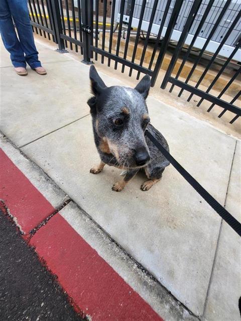 Shelter Stray Male Dog last seen S WW WHITE, San Antonio, TX 78227