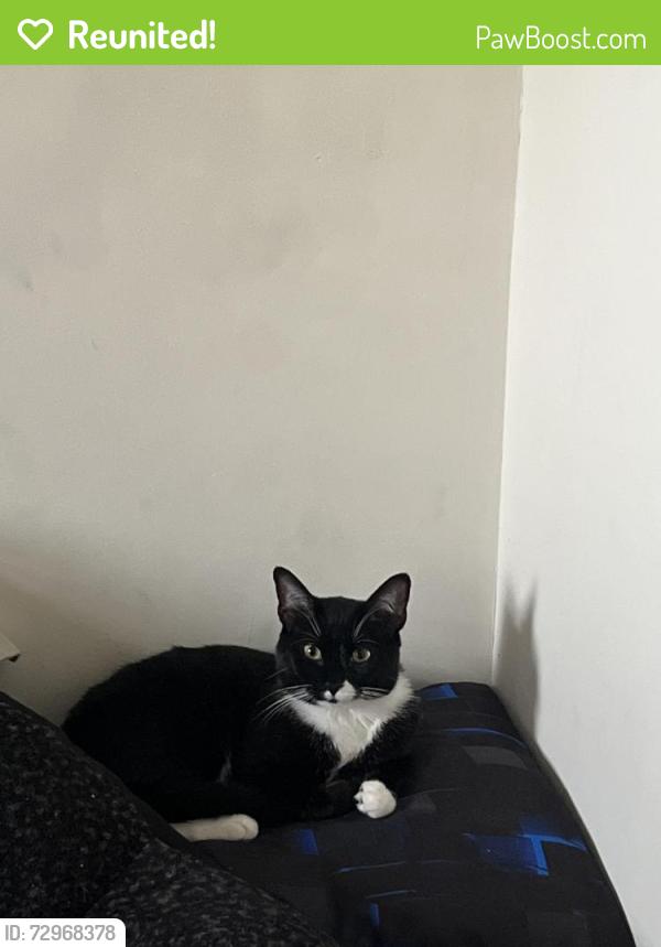Reunited Male Cat last seen Howard ave, triangle street, Norwalk, CT 06855