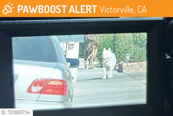 Found/Stray Unknown Dog last seen Gentle Breeze & High Desert Road, Victorville, CA 92392
