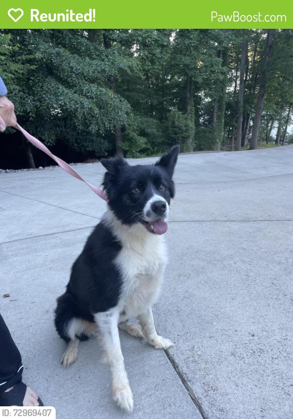 Reunited Female Dog last seen Buffalo Shoals Rd., NC, Iredell County, NC 28677