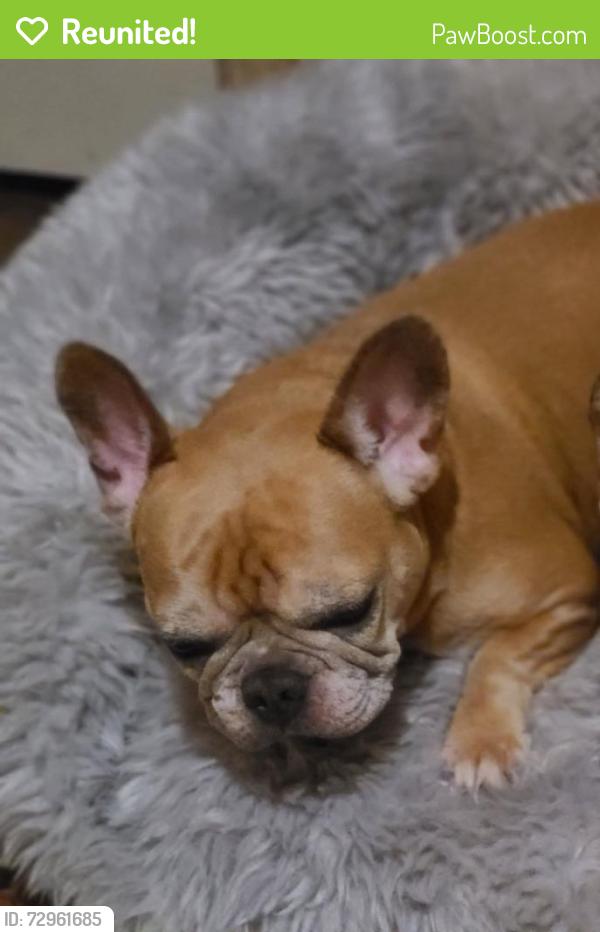 Reunited Female Dog last seen Cedar mt hope, Lansing, MI 48910
