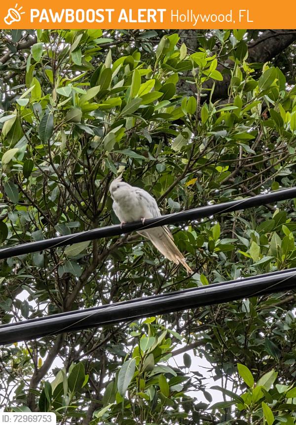 Found/Stray Unknown Bird last seen Liberty st and 25th St. , Hollywood, FL 33020
