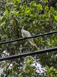 Found/Stray Unknown Bird last seen Liberty st and 25th St. , Hollywood, FL 33020