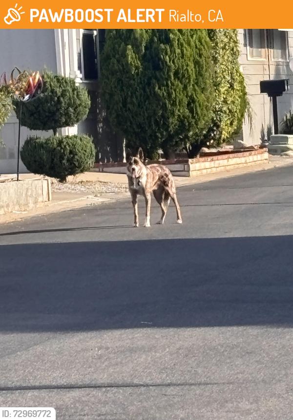 Found/Stray Unknown Dog last seen San Bernardino Ave. / S Riverside Ave, Rialto, CA 92376