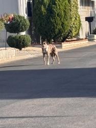 Found/Stray Unknown Dog last seen San Bernardino Ave. / S Riverside Ave, Rialto, CA 92376