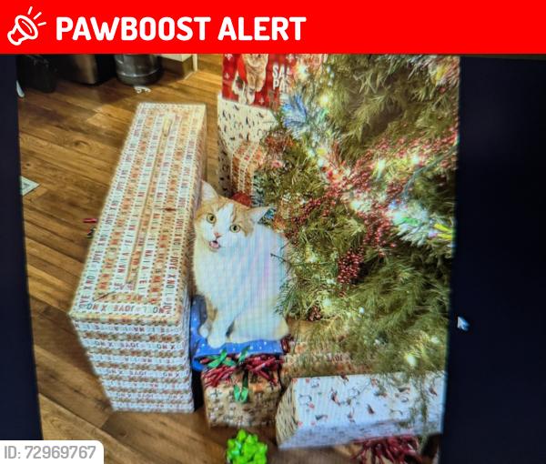 Lost Male Cat last seen West Madison Avenue in El Cajon, CA, El Cajon, CA 92020