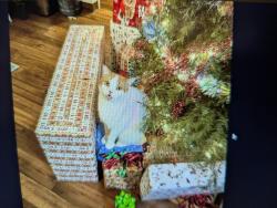 Lost Male Cat last seen West Madison Avenue in El Cajon, CA, El Cajon, CA 92020