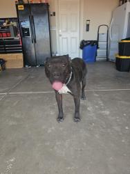 Found/Stray Male Dog last seen Borax bills RV park, California City, CA 93505