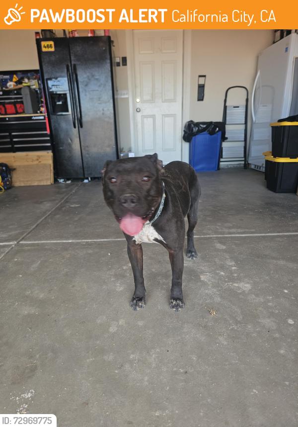 Found/Stray Male Dog last seen Borax bills RV park, California City, CA 93505