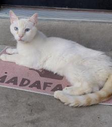 Found/Stray Unknown Cat last seen 9 mile /N laburnum, Richmond, VA 23223