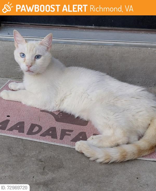 Found/Stray Unknown Cat last seen 9 mile /N laburnum, Richmond, VA 23223