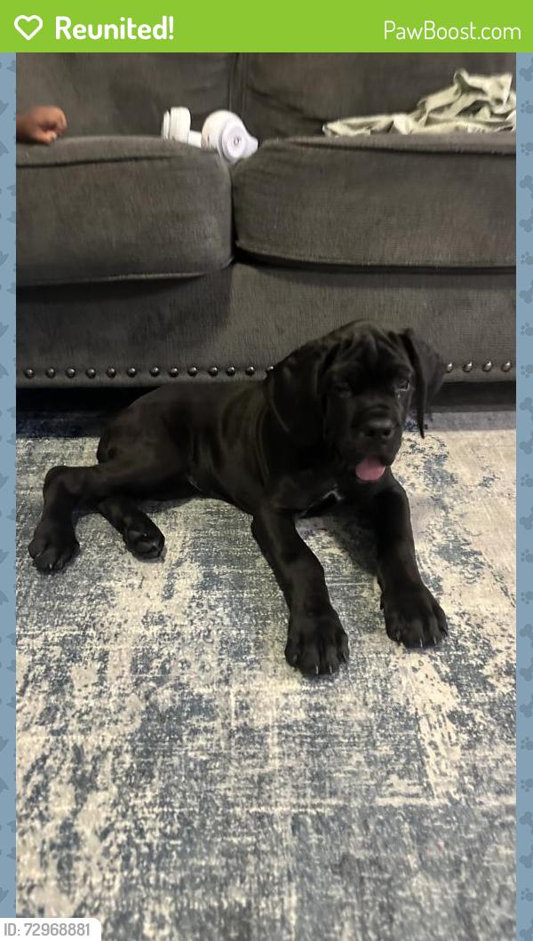 Reunited Male Dog last seen Hillcrest and Harbor , Frisco, TX 75035