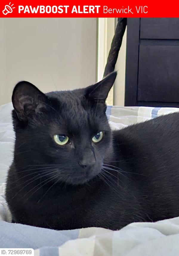 Lost Female Cat last seen Greystoke ct, Berwick, VIC 3806