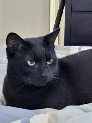 Lost Female Cat last seen Greystoke ct, Berwick, VIC 3806
