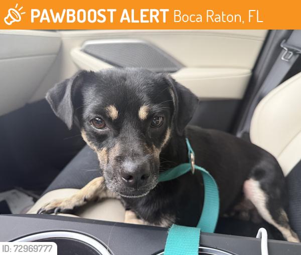 Found/Stray Male Dog last seen Was seen running away from sixth Terrace in  Old Floresta , Boca Raton, FL 33486