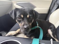 Found/Stray Male Dog last seen Was seen running away from sixth Terrace in  Old Floresta , Boca Raton, FL 33486