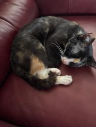 Found/Stray Female Cat last seen W.Burt Dr. & Carol Dr. Columbia TN, Columbia, TN 38401
