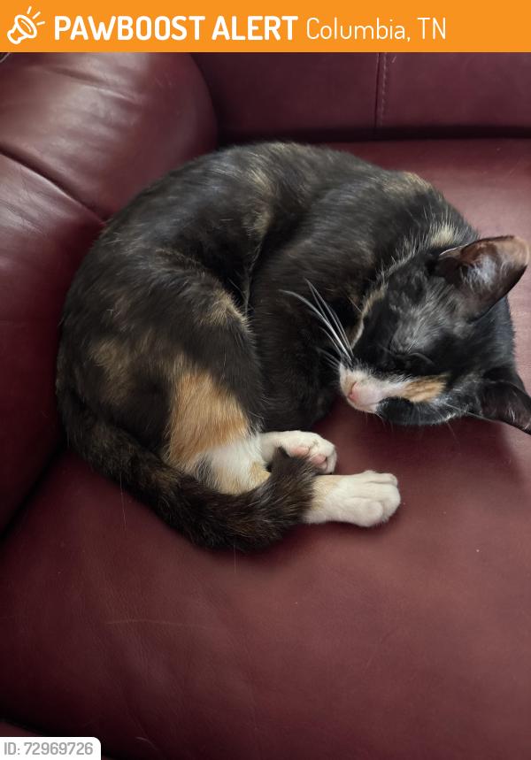 Found/Stray Female Cat last seen W.Burt Dr. & Carol Dr. Columbia TN, Columbia, TN 38401