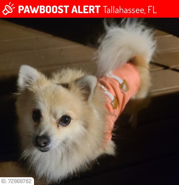 Lost Male Dog last seen Oxbottom manor , Tallahassee, FL 32312