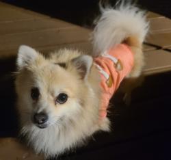 Lost Male Dog last seen Oxbottom manor , Tallahassee, FL 32312