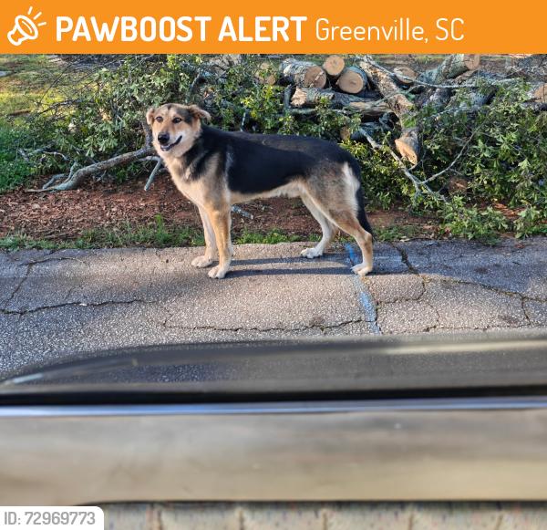 Found/Stray Unknown Dog last seen Near Galphin Dr, Greenville, SC 29609, Greenville, SC 29609
