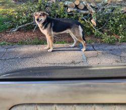 Found/Stray Unknown Dog last seen Near Galphin Dr, Greenville, SC 29609, Greenville, SC 29609