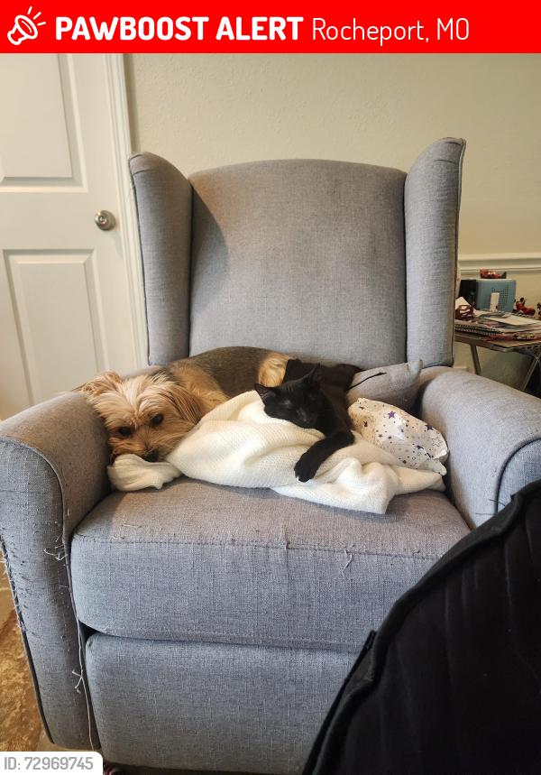 Lost Female Dog last seen Suger creek, Rocheport, MO 65279