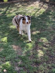 Reunited Male Dog last seen Near e Denise drive, Salt Lake City, UT 84106