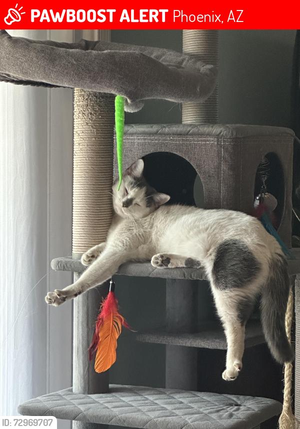 Lost Female Cat last seen 7th Ave and bell road, Phoenix, AZ 85020