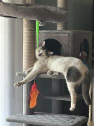 Lost Female Cat last seen 7th Ave and bell road, Phoenix, AZ 85020
