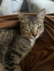 Lost Female Cat last seen 42nd/43rd emerson N, Minneapolis, MN 55412