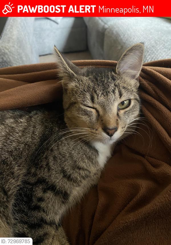 Lost Female Cat last seen 42nd/43rd emerson N, Minneapolis, MN 55412